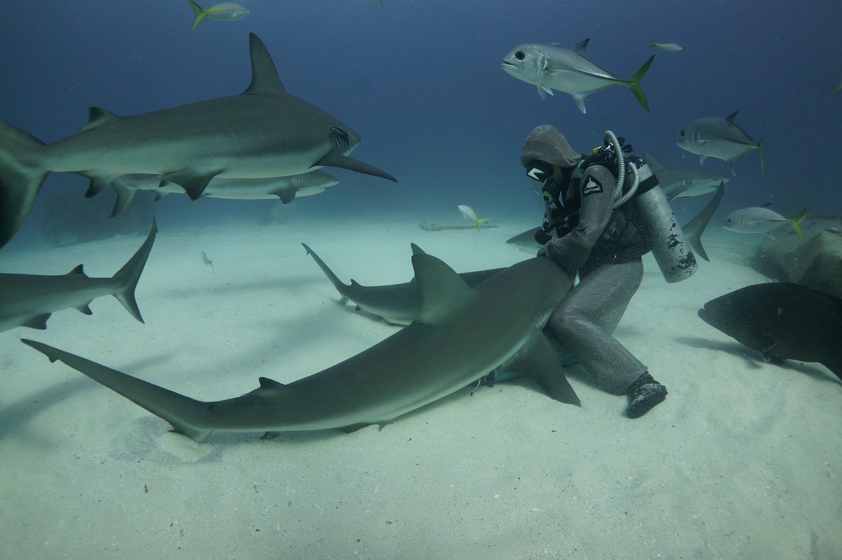 CristinaZenato's tweet photo. Day by day nothing changes but when u look back everything is different #explore #experience #share #protectsharks #connect #sharkknowledge https://t.co/ejPv6Lfz5i