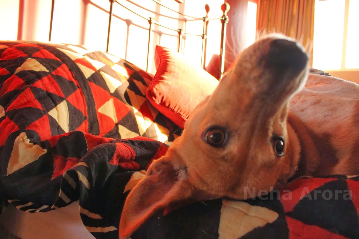 RajashreeKhalap's tweet photo. Kimaya has started her post-monsoon shed
Photo: Neha Arora
#dogsoftwitter #INDogmix #INDog #IndianPariahDog #VillageDog #primitivedogs #pets https://t.co/03DCFtom06