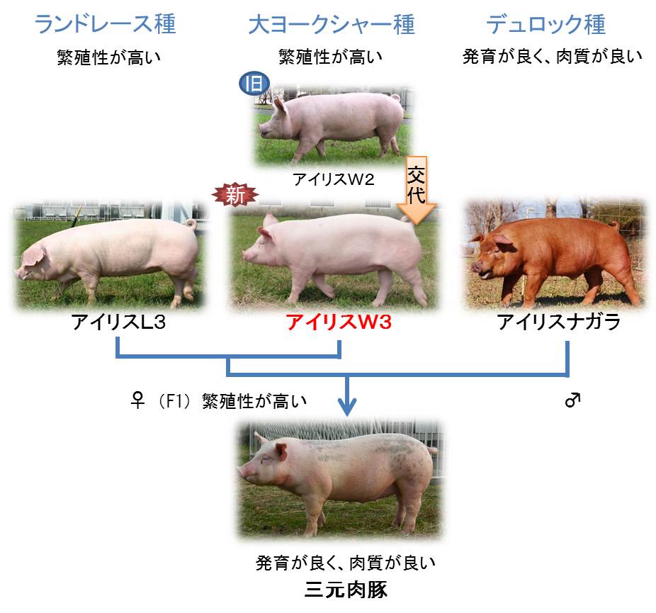 愛知県農林水産部門 皆様においしい豚肉をお届けするため 新しい系統豚を開発しました 県農業総合試験場では 高品質な豚肉を安定的に供給するために 新しい系統豚 大 ヨークシャー種 アイリスw3 を開発しました 詳細は T Co 愛知県農林水産部門 皆様においしい豚肉をお届けするため 新しい系統豚を開発しました 県農業総合試験場では 高品質な豚肉を安定的に供給するために 新しい系統豚 大 ヨークシャー種 アイリスw3 を開発しました 詳細は T Co