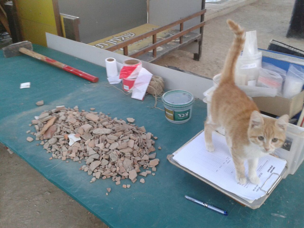 TMSifting's tweet photo. Cat attack at Emek Tzurim! The #SiftingProject gets the best volunteers. And the furriest! https://t.co/SQgTRccnie