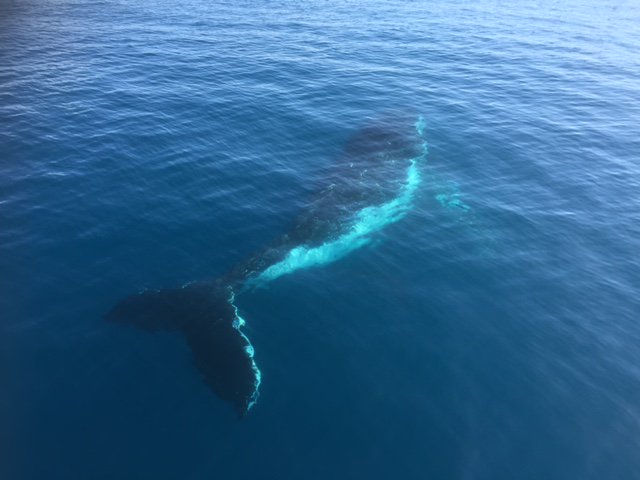 QuickCatII's tweet image. Mugging whales, calm waters, smiles on this afternoons tour @QuickCatII #thisisqueensland #visitfrasercoast #seeaustralia
