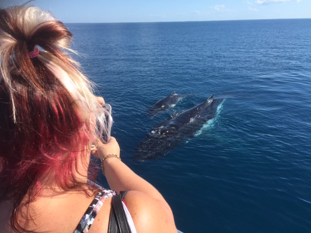 QuickCatII's tweet image. Mugging whales, calm waters, smiles on this afternoons tour @QuickCatII #thisisqueensland #visitfrasercoast #seeaustralia