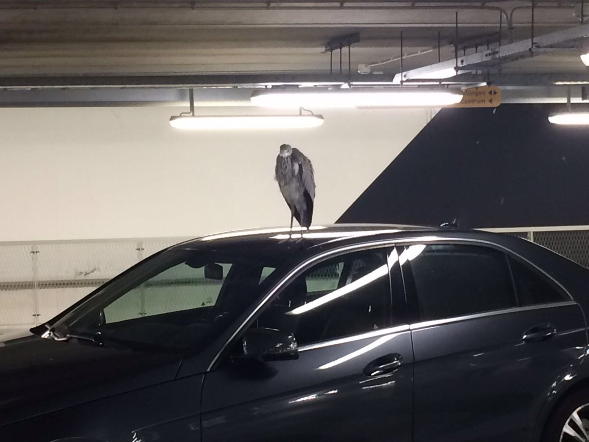 Er komen meldingen binnen van een reiger in de Museumparkgarage: de blunderputreiger