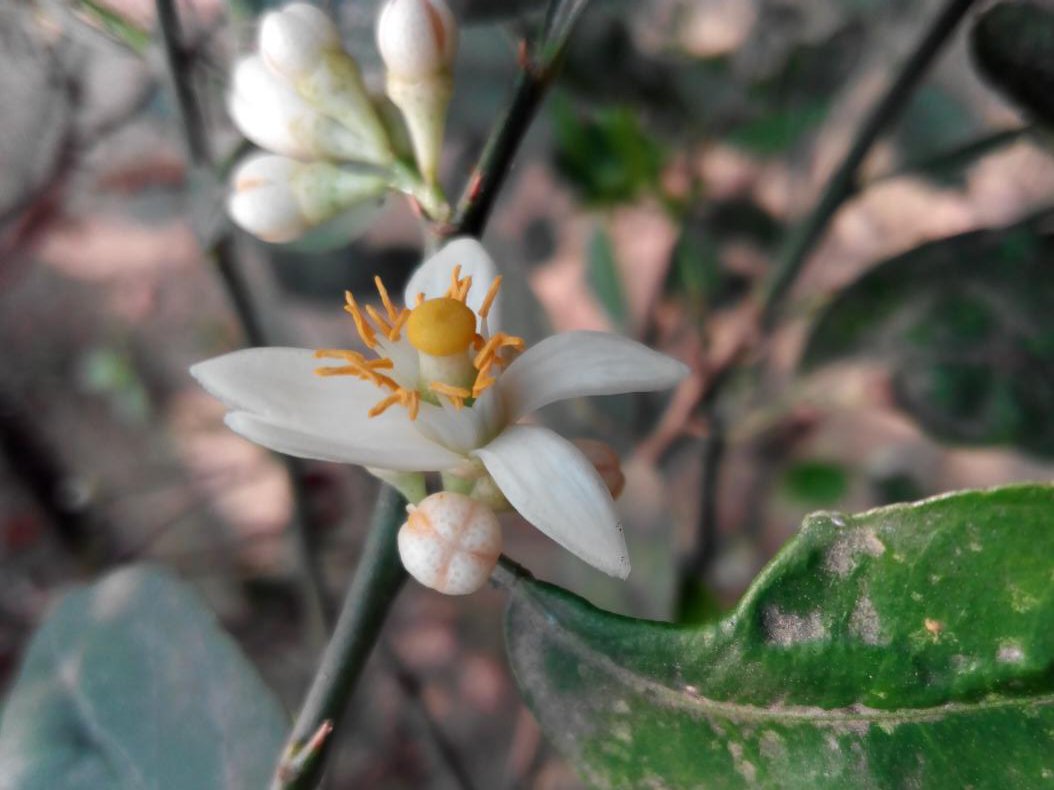 JonayedMd's tweet image. just natural beauty with my lovely p6