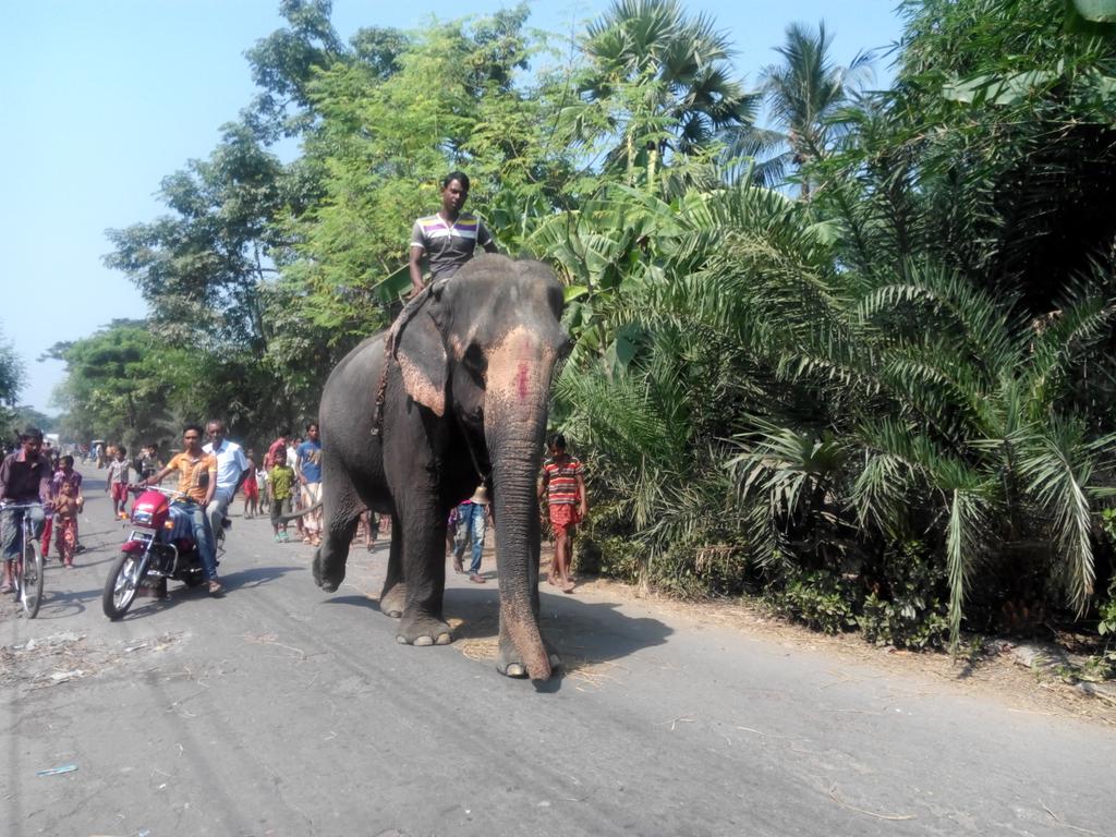 JonayedMd's tweet image. Elephant #Village_road