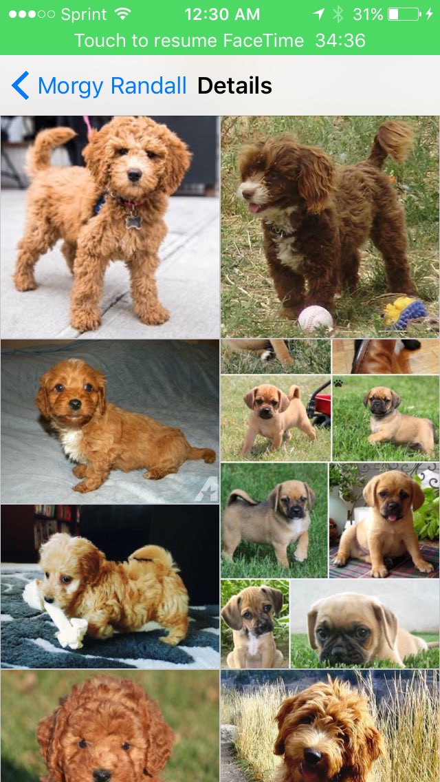 emilyjuna's tweet photo. Puppy Google search or convo details? Idk https://t.co/xZRFEC4mKq
