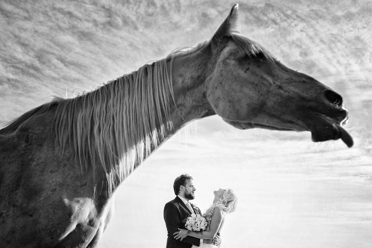 FabioMirulla's tweet photo. #stiking out the #tongue :)#weddingphotography #horse #weddingphotographerintuscany #weddingintuscany #blackandwhite https://t.co/9hCjaRf4Dy