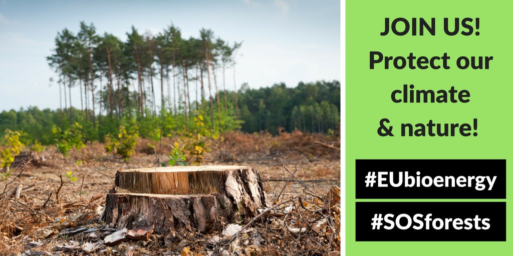 BrunaDCampos's tweet photo. Dear .@LeoDiCaprio - can you help us spread the message to protect #climate & #nature? #sosforest #EUbionergy https://t.co/AL7Ujplfwk https://t.co/u71Mtev0zS