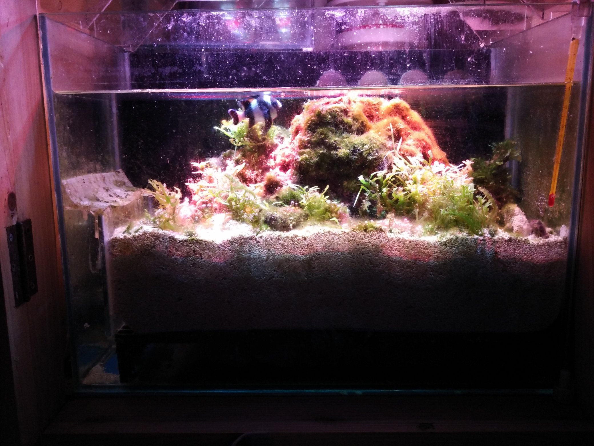 Cocovcoco 海水水槽底缸https T Co Jpsklwhv3a Twitter