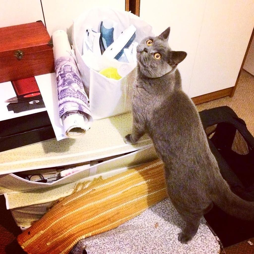 lundyBSH's tweet photo. Me and the human are all ready to move! #britishbluelove #britishshorthairlove #bsh #britc… https://t.co/q38ldS8CT8 https://t.co/TsSrcebZww