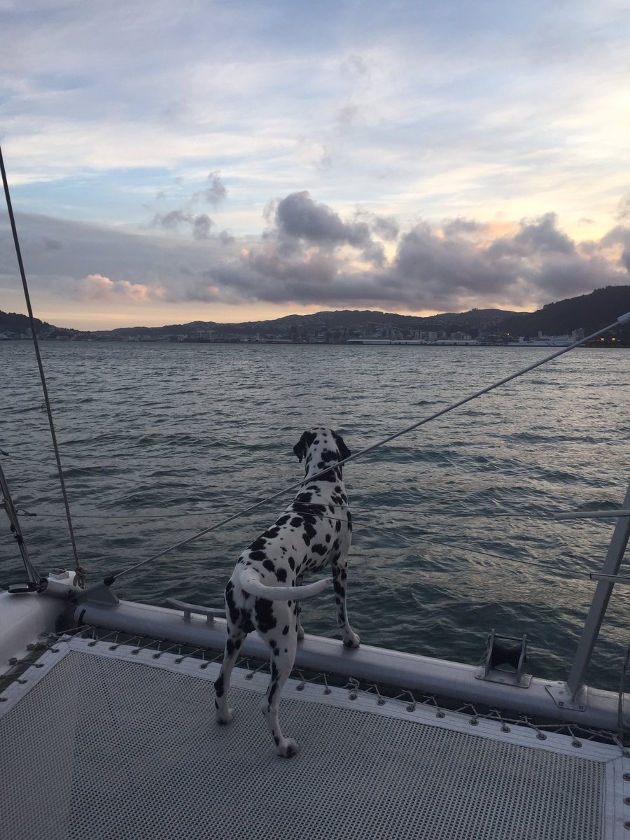 rebecca_klee's tweet photo. Thanks to all the crazy cats (and dogs) of #UXNZ2016 who came out to brave the Wellington winds tonight! https://t.co/H8tTiUNHYP