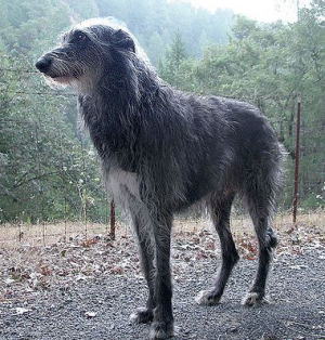 Love4dog スコティッシュ ディアハウンド スコットランド原産の大型犬 非常にスリムな体系が特徴的です 飼い主への忠誠心が非常に強い反面 他の生き物に対して警戒心が強いそうです T Co 71esp4ia4z Twitter