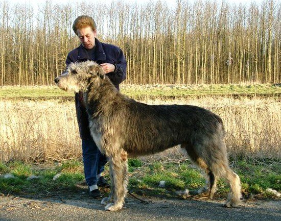 Love4dog スコティッシュ ディアハウンド スコットランド原産の大型犬 非常にスリムな体系が特徴的です 飼い主への忠誠心が非常に強い反面 他の生き物に対して警戒心が強いそうです T Co 71esp4ia4z Twitter