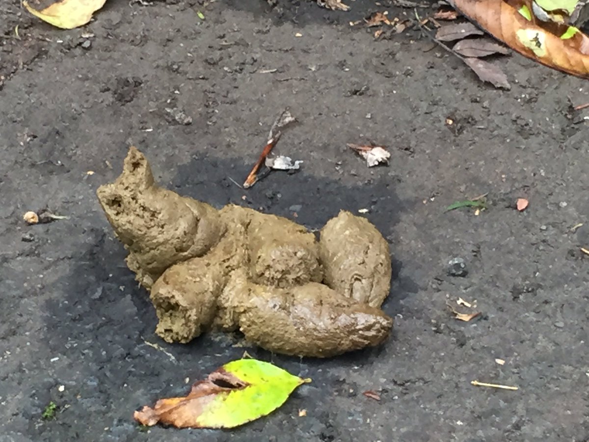 ArantzaElosua's tweet photo. Needed a double-take to find out if it was a toad or the most creative piece of shite ever #artydog #nofrog #GlasgowStreetArt https://t.co/jyZAM48KF7