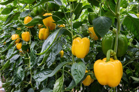 New De Ruiter pepper named 'San Siro'
hortidaily.com/article/29438/…