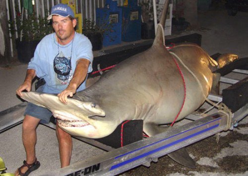 Seasaver's tweet image. Killing of @IUCNRedList threatened species for sport has to stop. Please sign chn.ge/29lOBoQ @TheIGFA #sportfishing