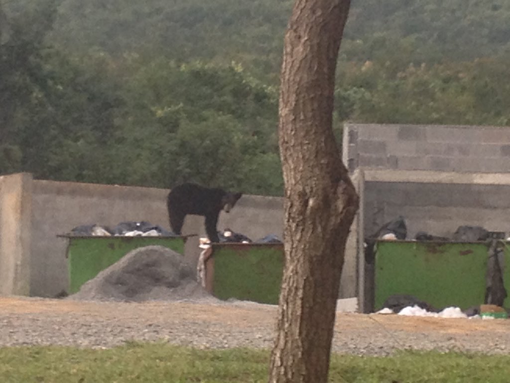 WaporMty2016's tweet image. #WaporMty2016 primera actividad del día 2: ¡avistamiento de osos! Lo adoptamos como mascota, ¡manda tu propuesta de nombre!
