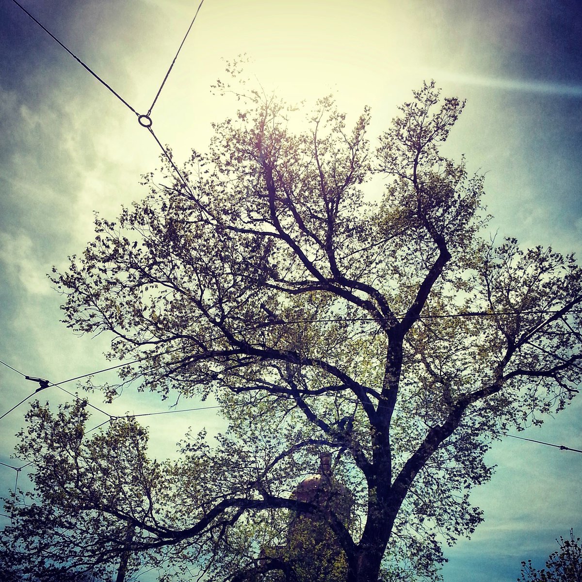 ThoughtMedia's tweet photo. We spend much time looking down into phone &amp; devices.. It's important to look up &amp; find #designinspiration 🌤️😄 #tree #silhouette #sky https://t.co/kaccJfg4Sd