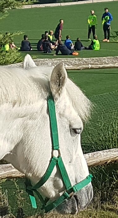 BucksHorses's tweet photo. #Buckswood horses watch over Junior football https://t.co/EZdnu5p6ZD