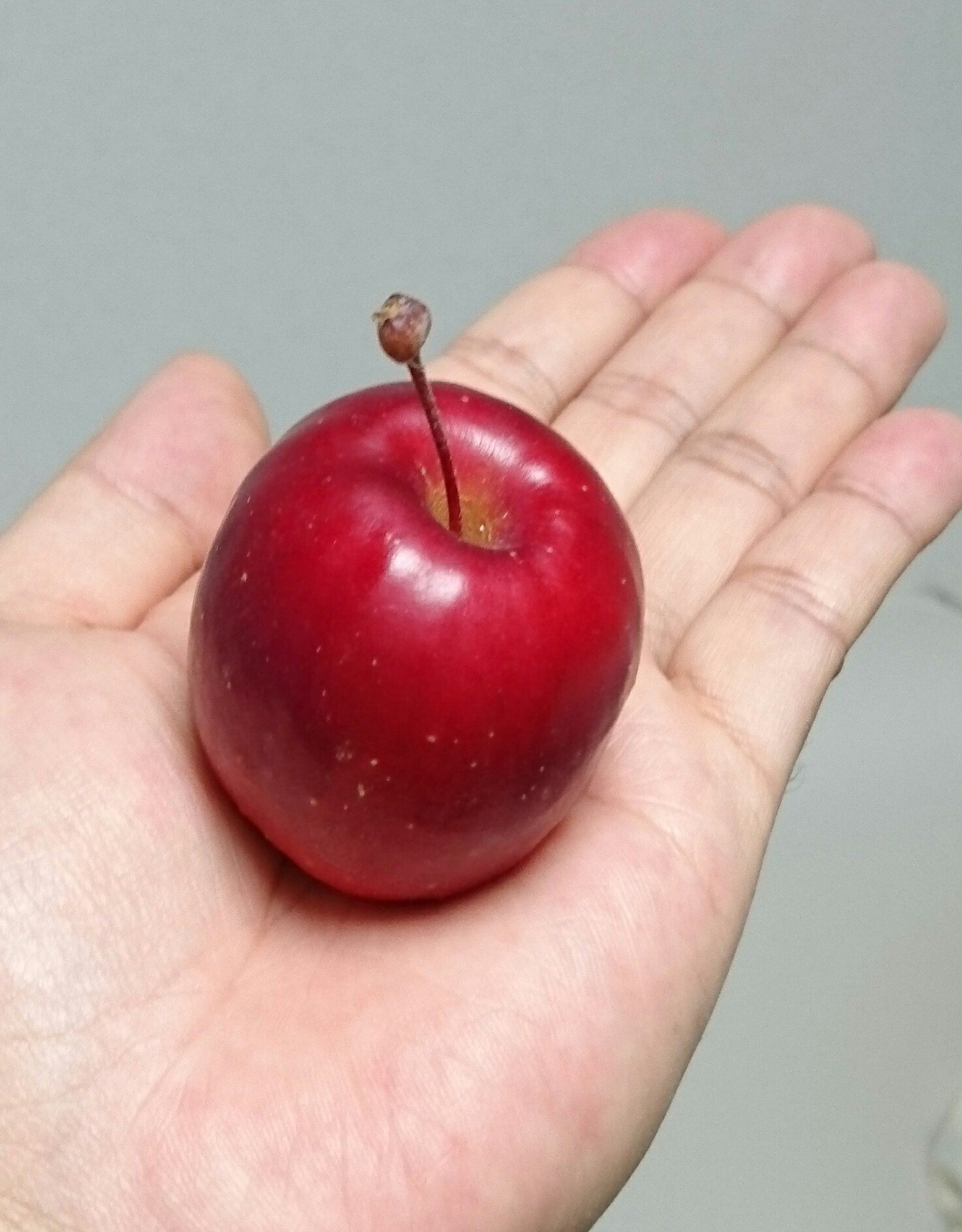 ハヤ3ケン 見慣れない小さいりんごが売ってたので買ってみた アルプス乙女 りんご 飴とかに使うやつ ちょっとやわらかいけど甘くて 糖度14 5 美味しかったです 並べてるりんごは一般的な大きさのふじ T Co Hjlsvckbuu Twitter