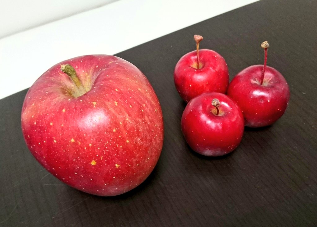 Twitter वर ハヤ3ケン 見慣れない小さいりんごが売ってたので買ってみた アルプス乙女 りんご 飴とかに使うやつ ちょっとやわらかいけど甘くて 糖度14 5 美味しかったです 並べてるりんごは一般的な大きさのふじ T Co Hjlsvckbuu Twitter