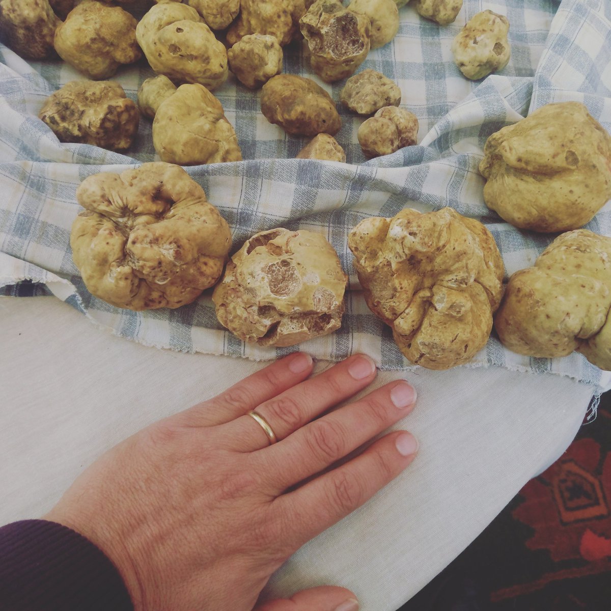 ATruffles's tweet image. Nice Truffles in last Tuesday more coming tomorrow.......