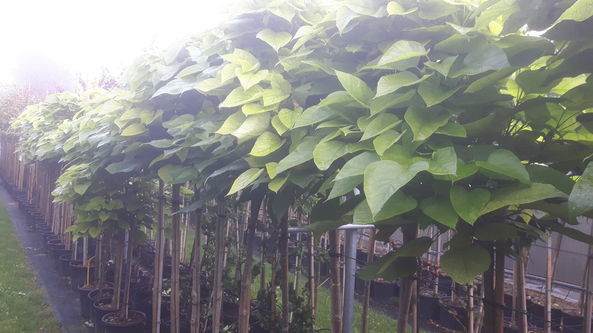 Aanbieding! Lage Bolcatalpa - Catalpa bignoides Nana Stamhoogte 120 cm € 20,-!