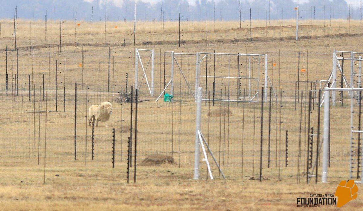 cia_foundation's tweet photo. CONCENTRATION CAMP FOR LIONS
Heartbreaking images, another #lion farm in South Africa, situated on N3, Freestate - THANDA TAU LION FARM https://t.co/sSqQdXTZnT
