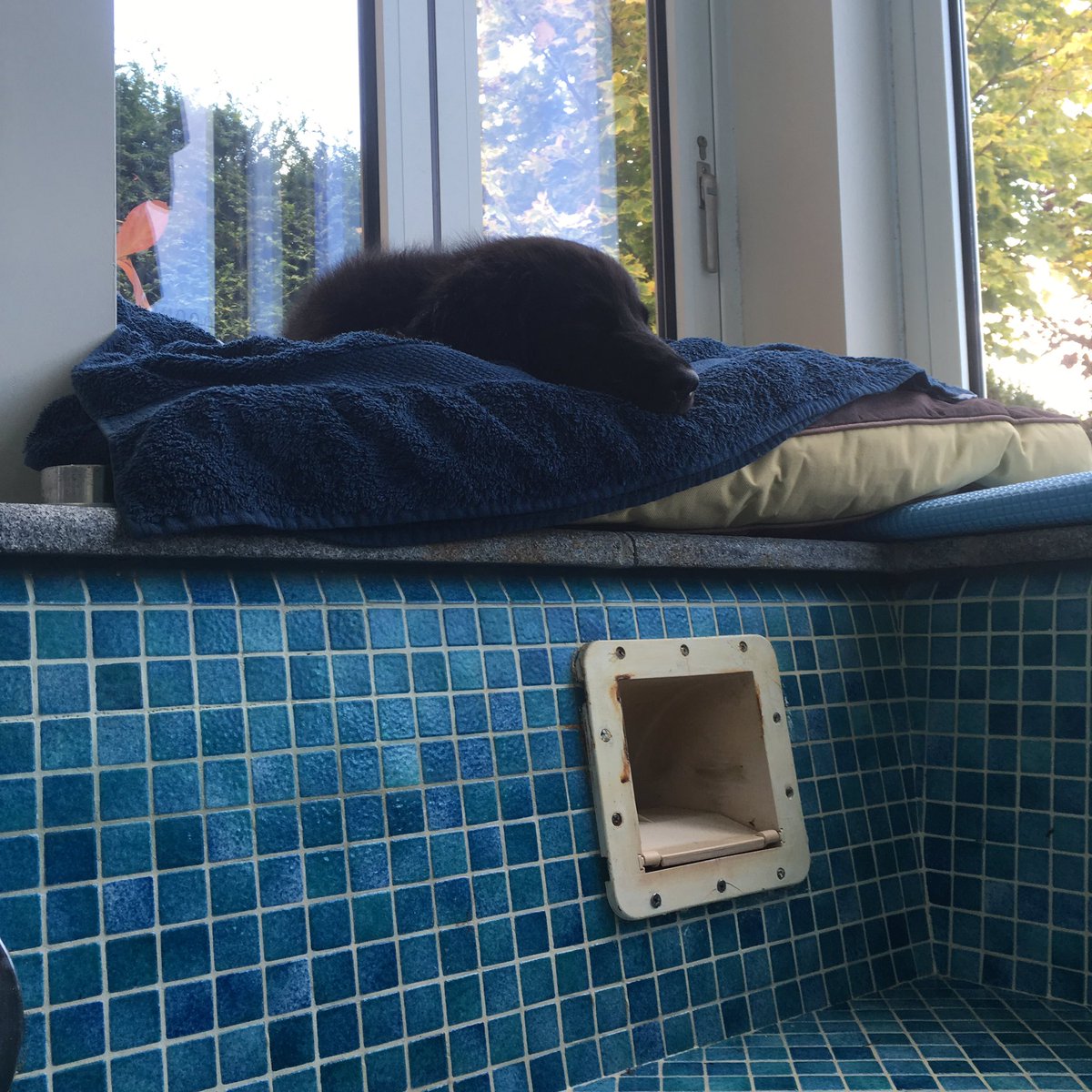 surreyswimmingp's tweet photo. Working hard leak detection flatcoat #workingflatcoat #tiledspa https://t.co/UYqb58melK