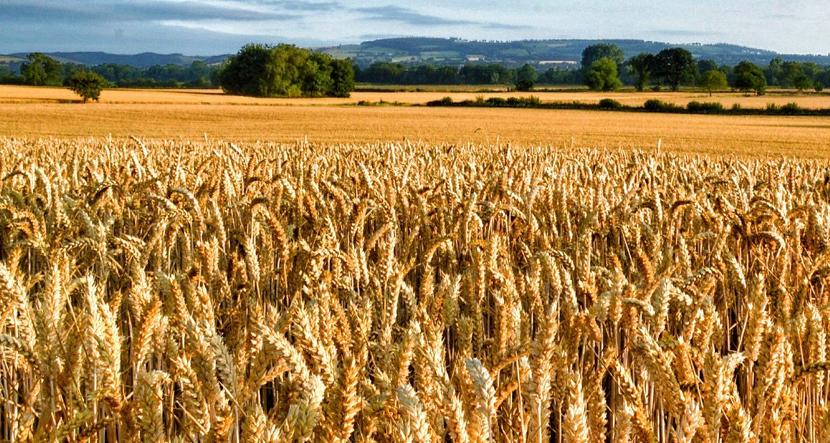 FarmingUK's tweet image. Greater proportion of UK #wheat to be used in flour milling industry: #BackBritishFarming farminguk.com/News/Greater-p…
