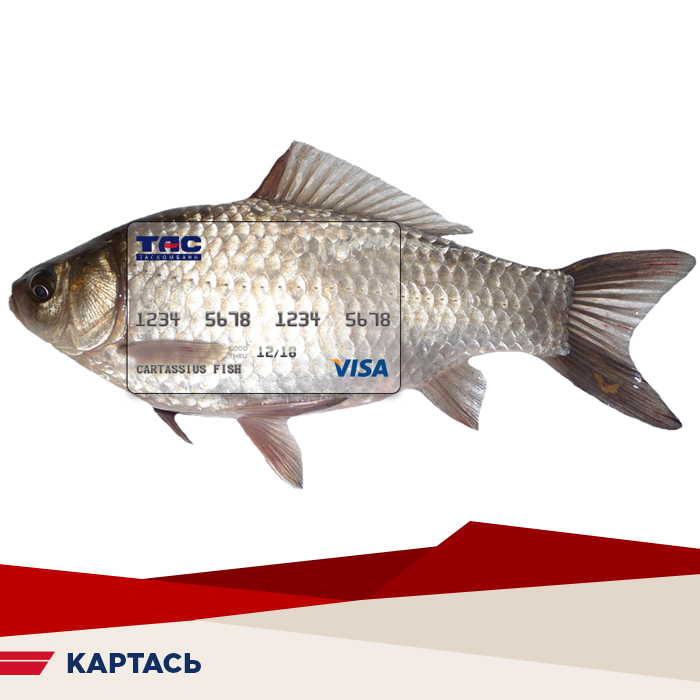tascombank's tweet photo. Тёплый привет от Картася! Пришлось долго плыть, но у нас получилось! @rocketbank @tinkoff_bank @alfabank @GoogleRussia @Beeline_RUS https://t.co/VUbb8su4wa