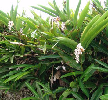 GEZOCHT: Nederlandse telers van Alpinia Zerumbet. Neem contact op met leon.mur@plantenstoffen.nl om mogelijke samenwerking te bespreken.