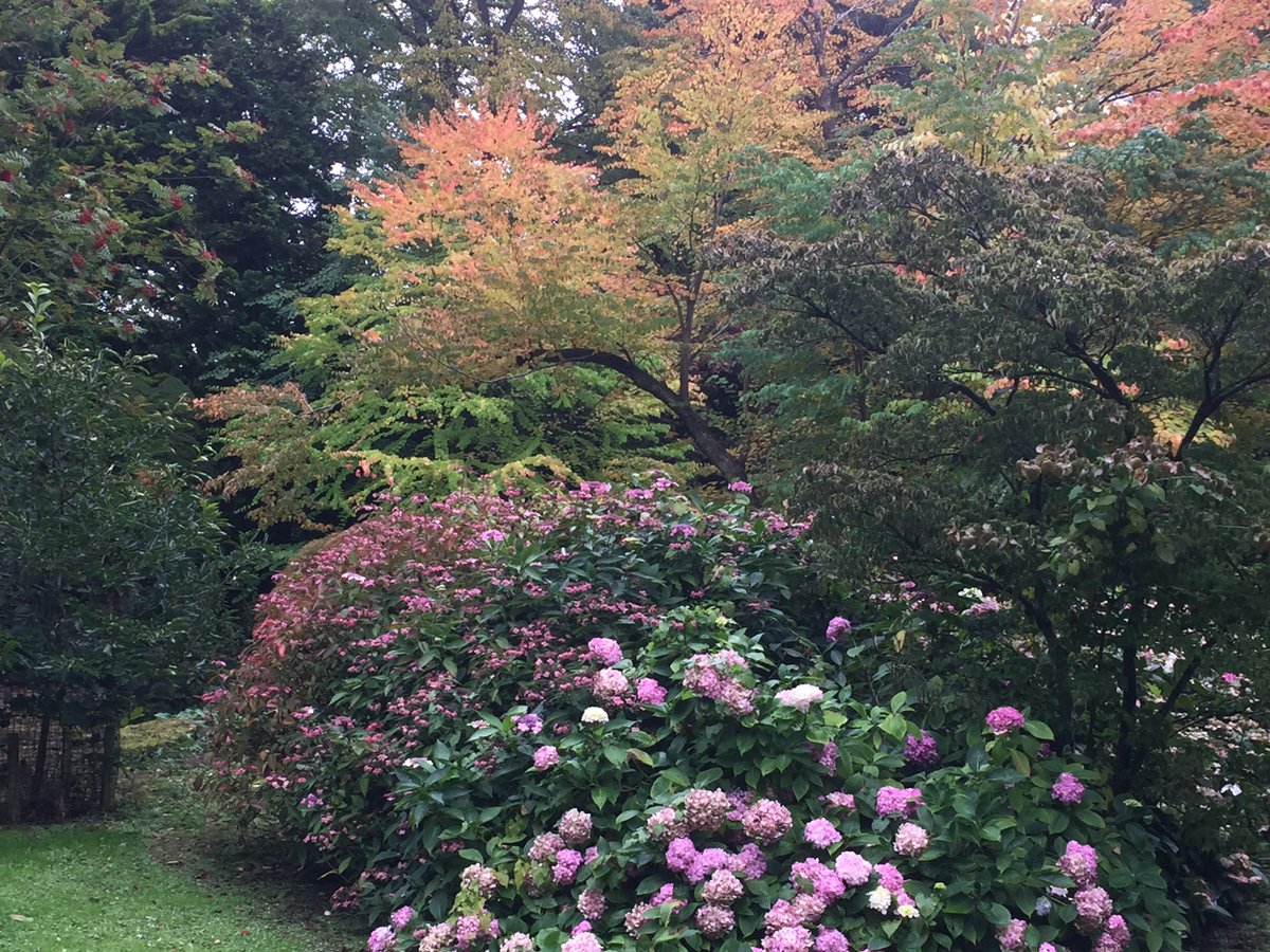 Autumn is kicking off in style! The katsura's are quick of the mark to make an impression.