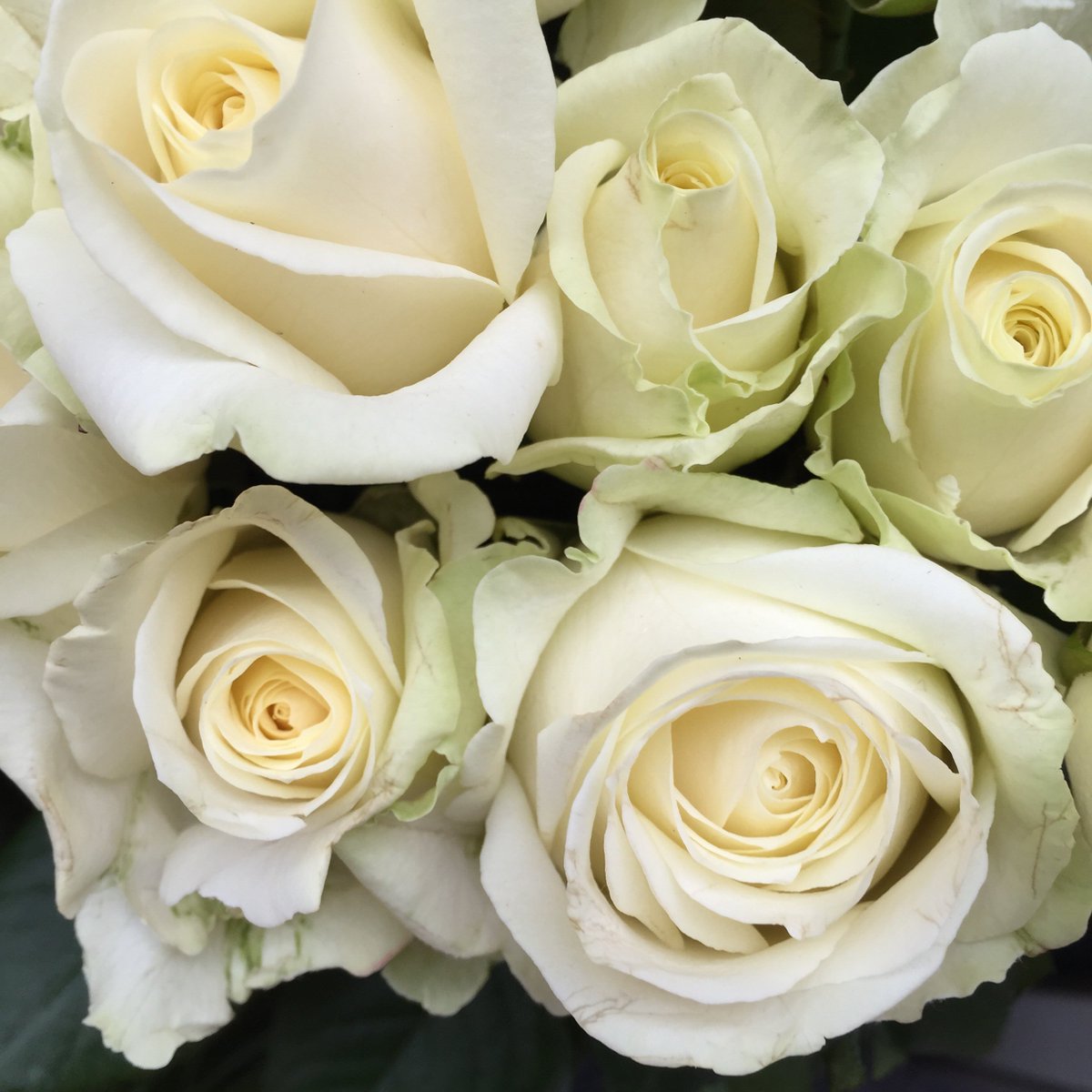 Just look at these 😍 totally gorgeous.