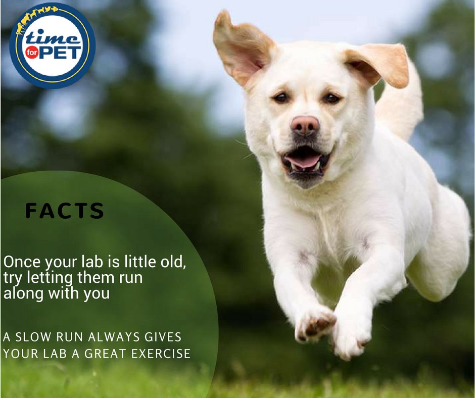time4pet's tweet photo. Labrador Care Tips.
#timeforpet #dogs #dog #labradorfacts #healthtips #dogcare #doglove #petcare #petlove #pet #pets #bangalore #thursday https://t.co/hDrY3faNe3