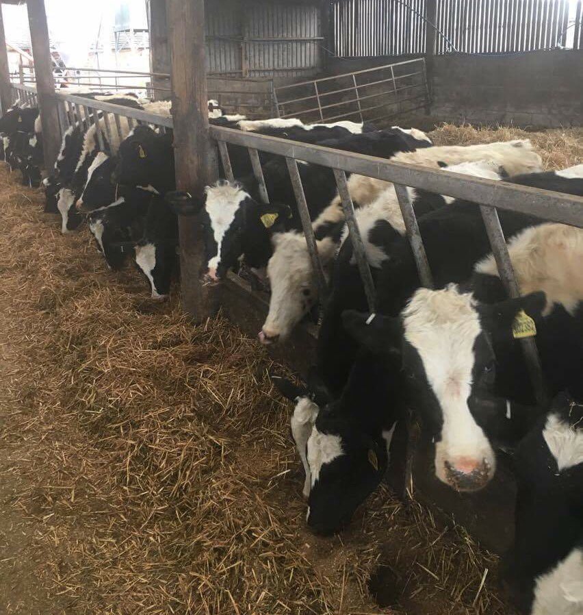 leekauctions's tweet photo. Fantastic entry of youngstock for Tuesday from the Radbourne herd of Messrs Smith #rockonrichie https://t.co/Krhcq1rntC