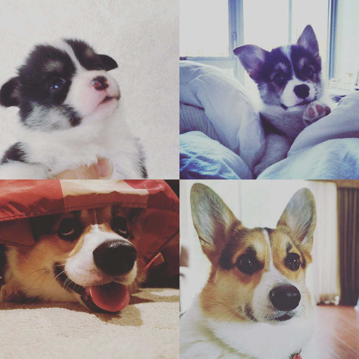 Harlan's tweet photo. Can't believe Hamilton is 2 years old now! #Corgi https://t.co/irYawQpKsT