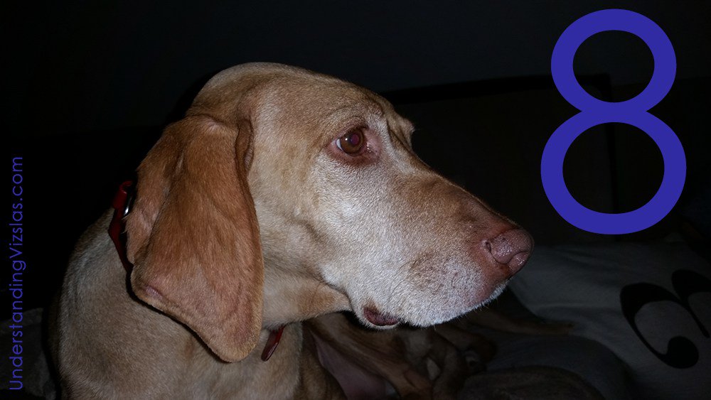 VizslaFun's tweet photo. Happy Birthday Lulu! :-) https://t.co/XF4U99m9XX https://t.co/dov4btXgYZ