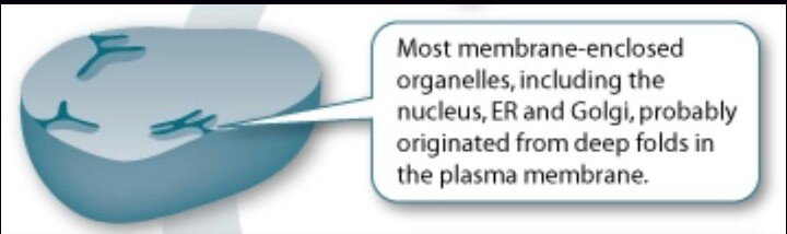 cellmem4pres's tweet photo. Nucleus, I am your father! #moreexperienced @Nuc4Prez https://t.co/tXOXK4oVUO