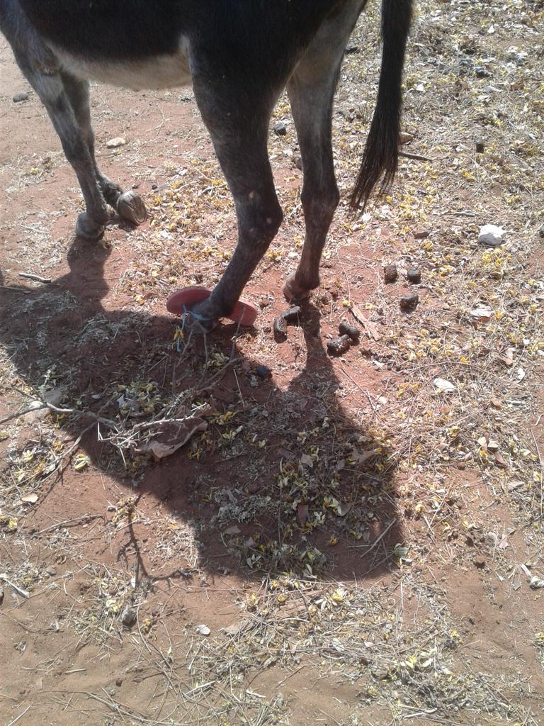 OaitseBW's tweet photo. Dilo tsa #Goshwe..
Tonki e rwele phataphata ๐
๐ญ๐๐๐๐๐๐๐ https://t.co/34vLNue4iF