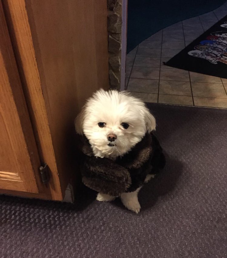 Danisingz's tweet photo. Shyla-B is ready to head out to the puppy salon this morning!! #maltese #VIPpup #stylish #puppysalon https://t.co/VceF1LIQQz