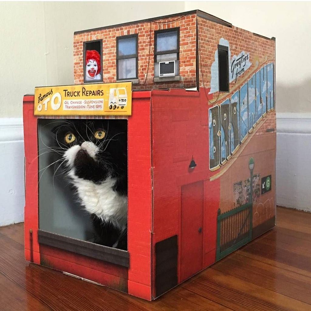 FamousOTO's tweet photo. The inimitable @mycatkyle is running a #CatsAgainstDV raffle right now, supporting animal friendly shelters @uri_ny⦠https://t.co/ZnPnFNsA56
