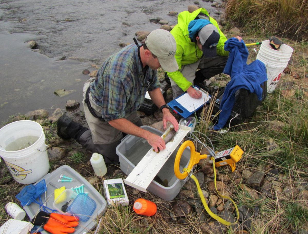TroutUnlimited's tweet image. Trout in the #SmithRiver have lots of room to roam bit.ly/2dZoMx8 @helenaironline #NoSmithMine