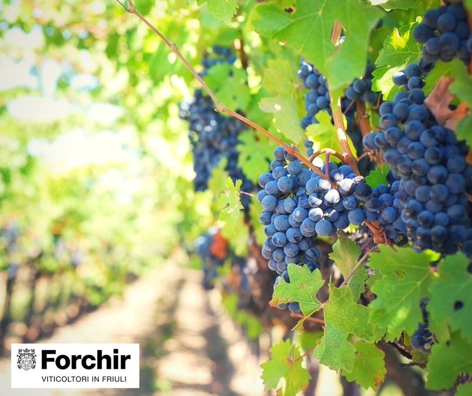 Forchir_vini's tweet photo. Nelle giornate uggiose non c'è niente di meglio del caldo ricordo dei raggi di sole che si riflettono tra i nostri filari. 
#Forchir #wine https://t.co/cNi5g1KzhD