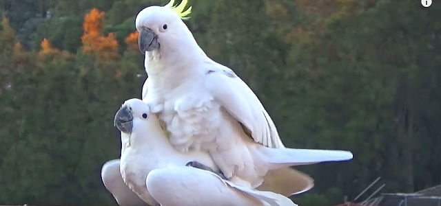 ドウツベ 交尾中のオウムが組体操をしているみたいで可愛らしいｗ T Co D0afvkqk1f 鳥 オウム 交尾 面白ポーズ 動物 動画