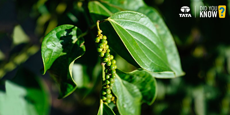 TataCompanies's tweet image. #DidYouKnow Tata Coffee also happens to be the largest producer of pepper in India.