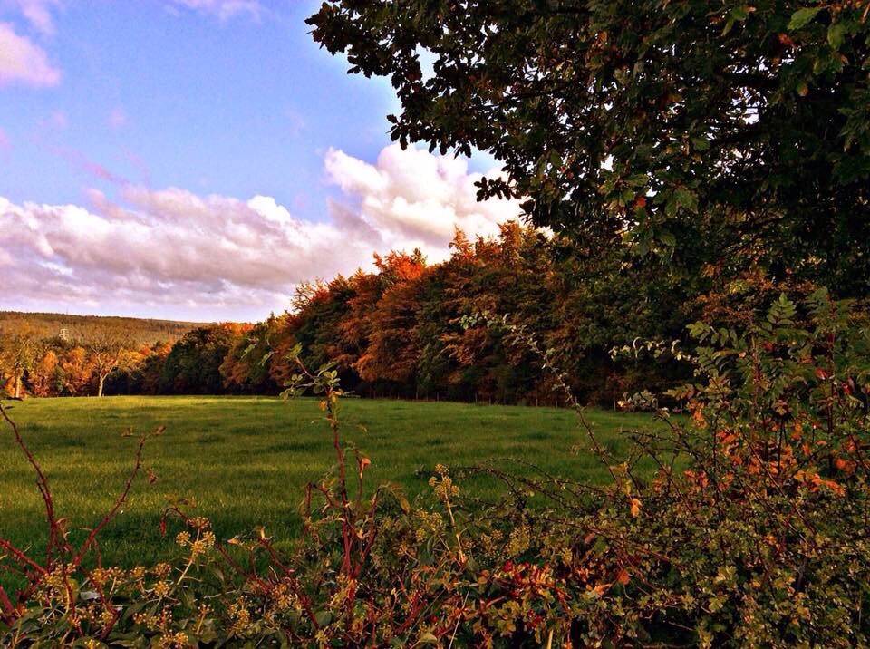 Autumn glory
