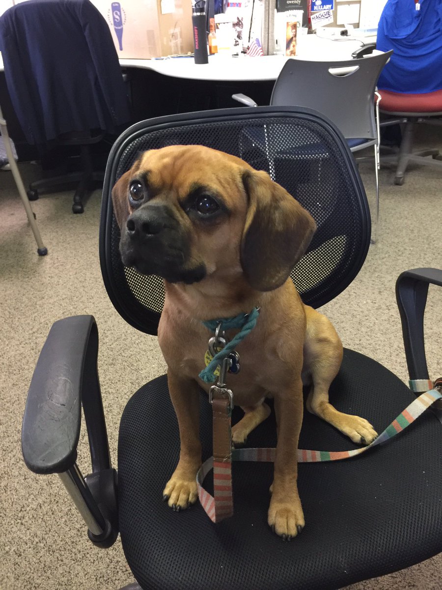 ASDem's tweet photo. Joining me at my desk today: the great and regal young Hudson. #pupsforhillary @brynnecraig https://t.co/CNuorCvZxr
