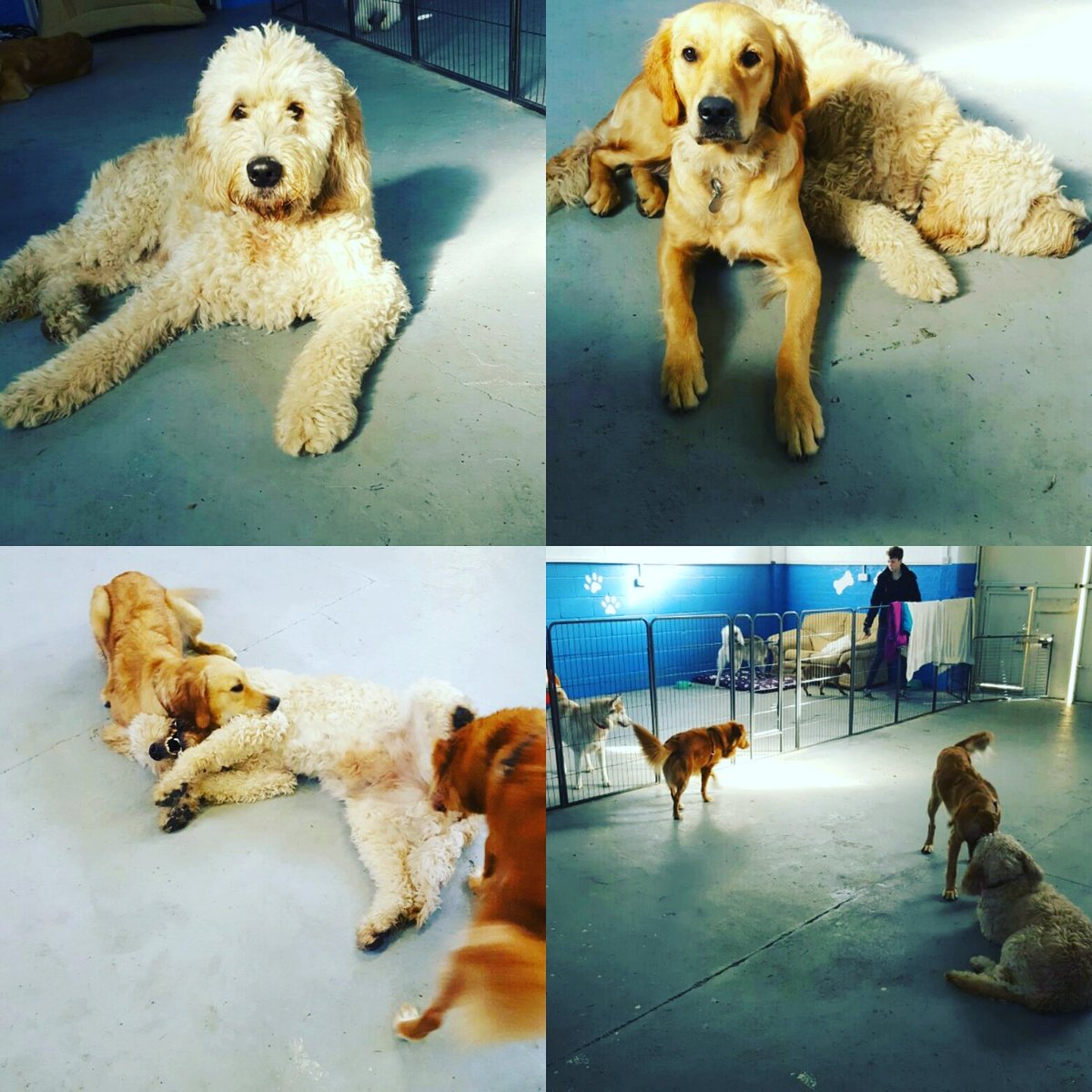 letsgoddc's tweet image. Come and check out #letsgodoggydaycare  these pooches are having a great time at doggy day care #dogs #doggydaycare #oxfordshire