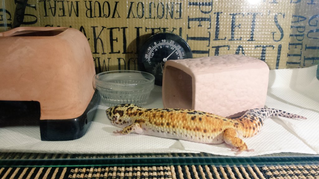 アズキヨ V Twitter おしゃれと言われると嬉しい 笑 上段の水槽は元々金魚等で使っていたものなので専用の蓋が無いので自作ですが レオパだと下段のようなケースも使いやすいですよ W